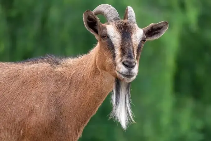 Goats